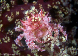 "Easter Bonnet" Candy Crab. No cropping 60mm +4 diopter :o) by Debi Henshaw 